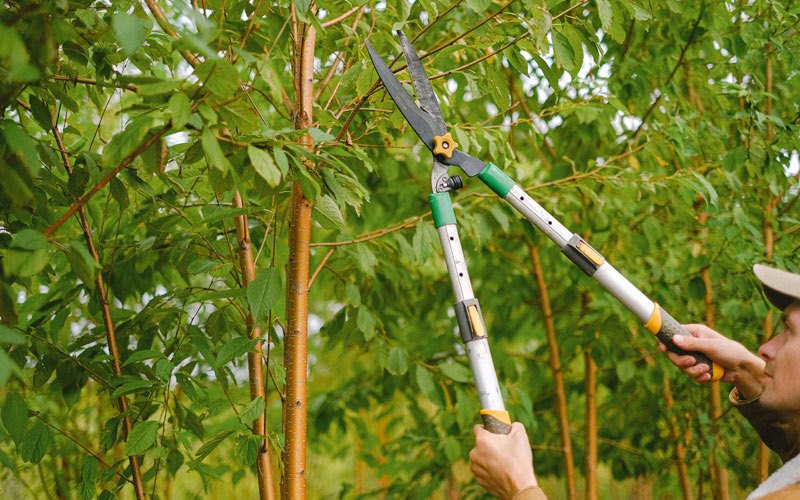 Tree trimming in Hawesville, KY